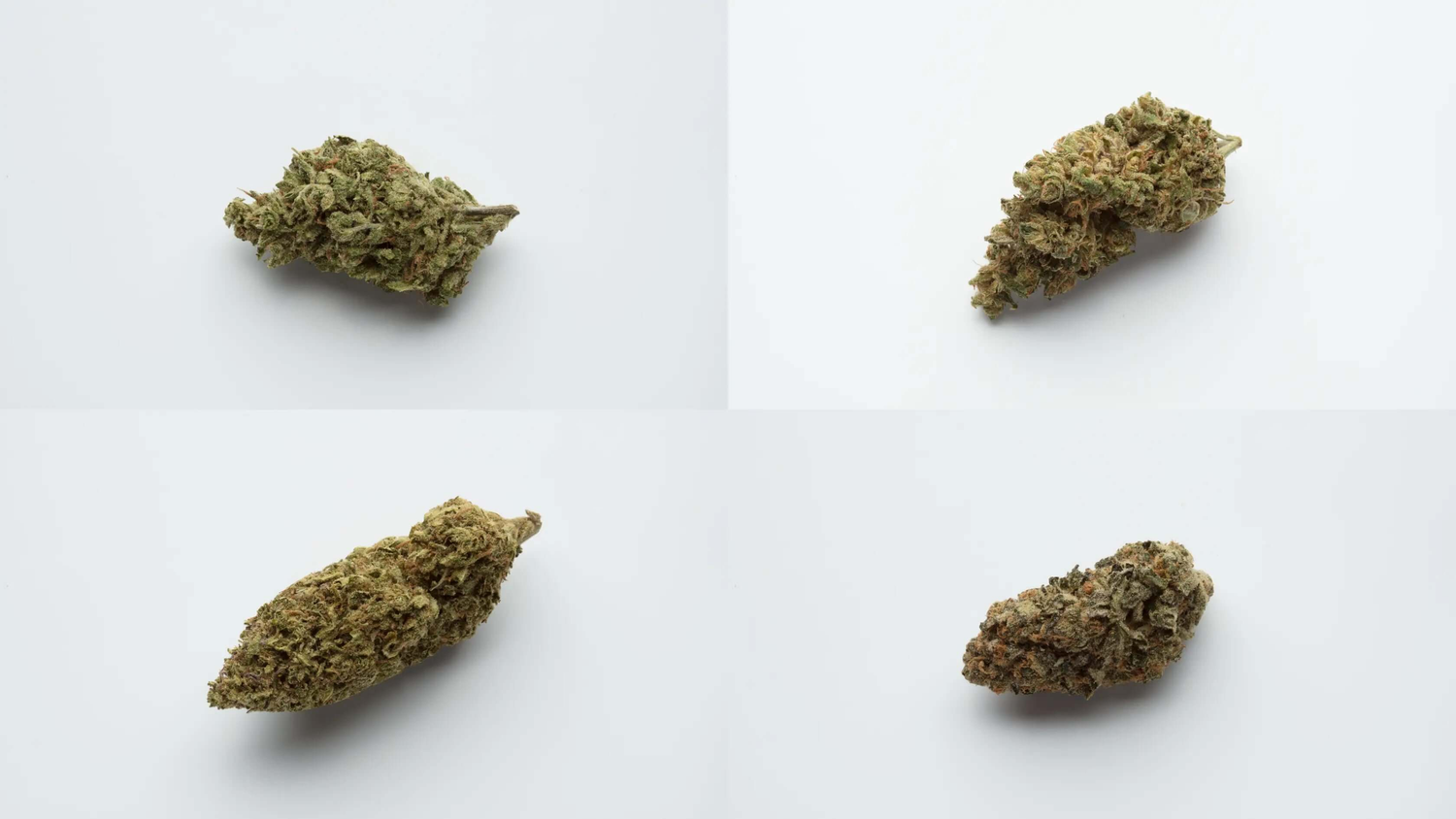 CBD Bluten