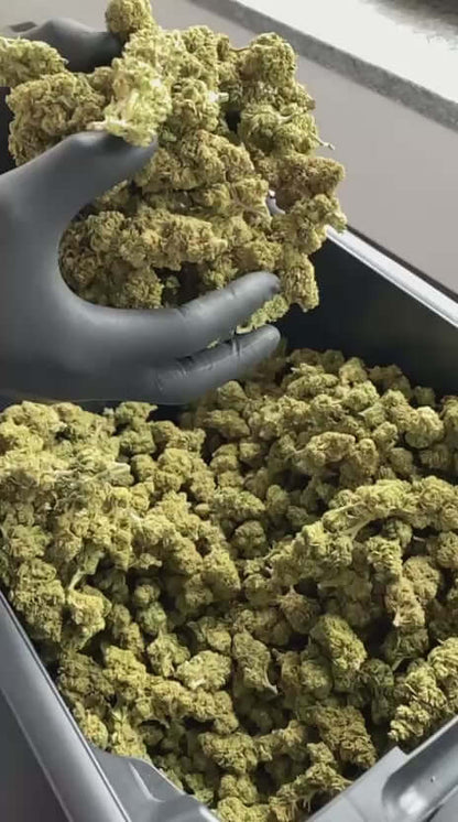 Premium CBD Strain - Skywalker