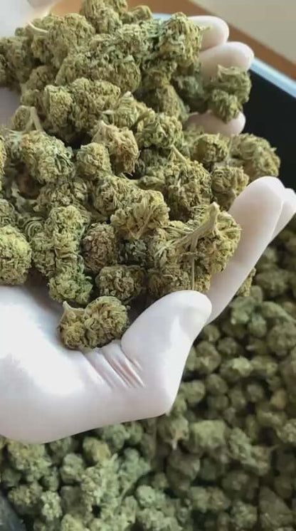 Premium CBD Strain - Skywalker